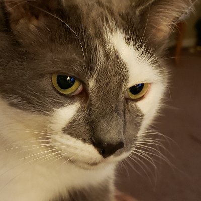 cholsworth54's profile picture. Christian, MAGA, Conservative, No DMs