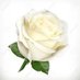 White Rose (@whiteeeroes) Twitter profile photo White Rose (@whiteeeroes) Twitter profile photo