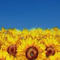 Rita Moore 🇺🇦 😷 🌹 (@_ritamoore) 's Twitter Profile