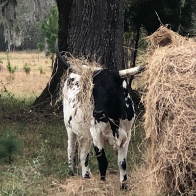 Ranchhand353's profile picture. 