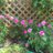 MakerRuhi's profile image