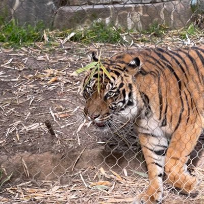 forupdates100's profile picture. Joined only to follow Elon