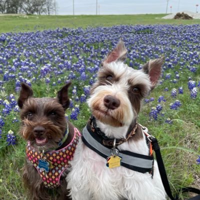 Swan2youandyou2's profile picture. Christian patriotic conservative