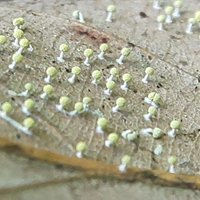 すらも (@slime_eco) 's Twitter Profile Photo