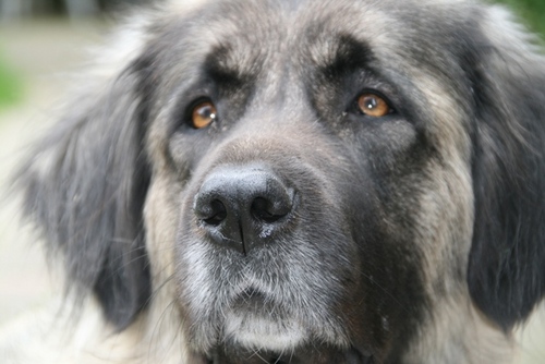 I'm Raya, and I'm a dog. My birthday: 9-8-2007. My best friend, named Igor, is a dog to. We live in Holland.