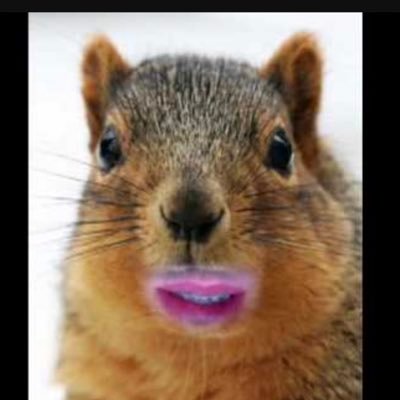 SquirreIly's profile picture. 