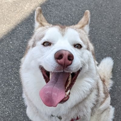 Husky_Omochi Profile Picture