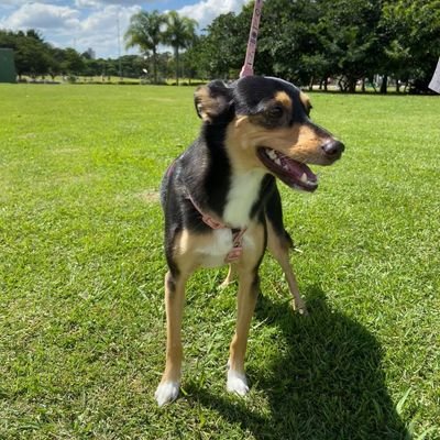 CrozaJg's profile picture. 🇧🇷🇧🇷🇧🇷🇧🇷🇧🇷