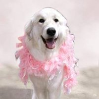 Phoebe Van der Pyr (@der_pyr) 's Twitter Profile