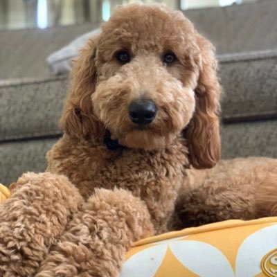 Golden Doodle on a mission to give furry-mones (ma says oxytocin)—Client relations professional—now booking for fetch, walks, and zoomies—for @FatDogCreatives