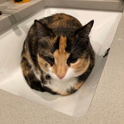 Tripawd Kitty. Awareness for Amputee/Special Needs Cats. Calico Energy. 5am Demon.