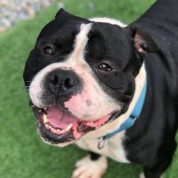 Fresno Bully Rescue (@fresnobullyresc) 's Twitter Profile
