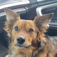 cryptotodd.algo (@toddalgo) 's Twitter Profile