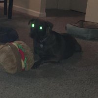 Nicholas (@lilnickdick) 's Twitter Profile