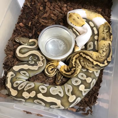 Ball Python Breeder and reptile keeper