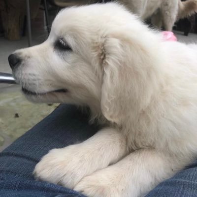 RobertoJunquei9's profile picture. 