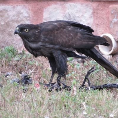 Outdoors, Falconer, Rockhound, Home brewer.