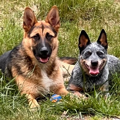 ArdensArabians's profile picture. 