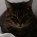 Hershan🐕🐈⬛🌹🐠 (@hershann22) Twitter profile photo Hershan🐕🐈⬛🌹🐠 (@hershann22) Twitter profile photo
