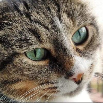 LottaCuteCats Profile