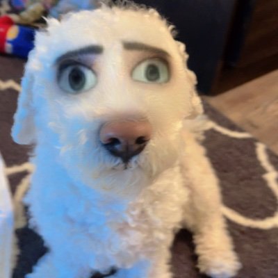 SheriGillen's profile picture. Dog lover