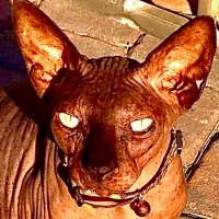 KoolKat (@gdaddy1122) 's Twitter Profile