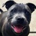 izzy the wolfpig 🐾 (@izzythewolfpig) Twitter profile photo izzy the wolfpig 🐾 (@izzythewolfpig) Twitter profile photo
