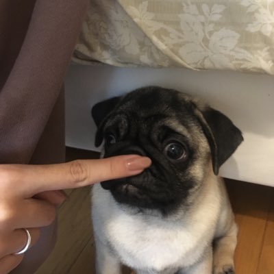 naomi_kinta's profile picture. はじめまして、Twitter超初心者です。 愛犬パグの金太郎くん3歳男の子の日常アップしてます。❣️ Hi , I’m a boy born in July 2019、My name’s Kintaro.
