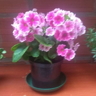 JosMiguelEscob8's profile picture. 