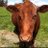 l_cornelis's profile image