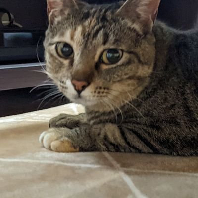 おかあ🐱さんのプロフィール画像