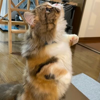 DvIo5xvGMXrXOHR's profile picture. わたあめ 猫 ミヌエット 2021.8.26生まれメス 猫飼い初心者 わたあめを知ってもらいたくはじめました 並びにTwitterも初心者です 無言フォロー大歓迎🙏 無言フォロー失礼します💦彼女の為にせっせと今日も働いてます  DMには基本的にお応え出来ませんので宜しくお願いします