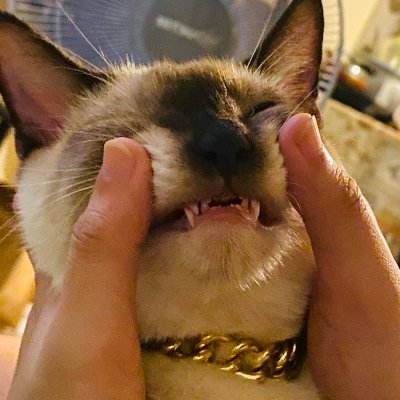 NiftyCorleone's profile picture. I meow u an offer you can't refuse