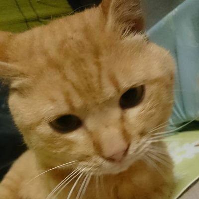 ガーフィールド 東 のサブ垢
RTの多いアカウントになる予定です😊本垢→@QrAnodTpFdT1QeH
DM❌基本見ません❌バイト❌
エッチ系❌❌ブロックします
無言フォロー失礼しますm(__)m