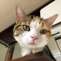 たけれお (@takereo_bss_hm) 's Twitter Profile