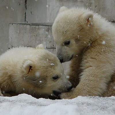 Soranitsuki バイバイ にあわせて揺れる尻尾が可愛いシジム ユキヒョウ シジム 円山動物園