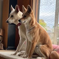 Jane Appleseed (@gambabiondo) 's Twitter Profile Photo