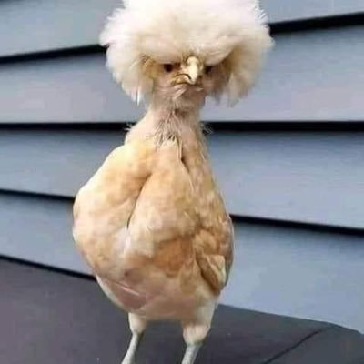 elorm_lord's profile picture. STEMCoach || Agripreneur || Developer (Web and Mobile Apps).