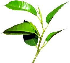 GruneGesundheit's profile picture. Exotische Heilpflanzen für Dein lebenswertes Leben!