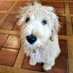 Murphy-Thing (@paddypogle) Twitter profile photo Murphy-Thing (@paddypogle) Twitter profile photo