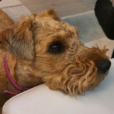 I'm a lively Lakeland Terrier who has just started my 2nd life after being rehomed - and loving it!! Gotcha Day 11th February - yippee - zoomies!!!