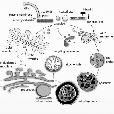 CellComBarcelona is a UB/Clinic Barcelona/IBEC consortium interested in how organelles determine the function of cells in health and disease