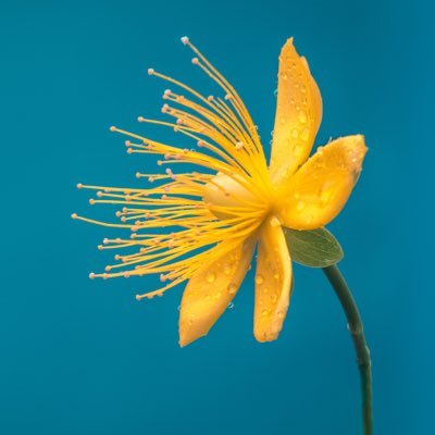 indahfna942's profile picture. Sky color is so blue, feel likes Home.