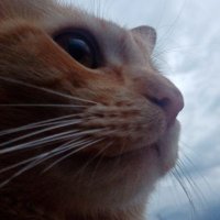 Luvutz (@luvutzz) 's Twitter Profile