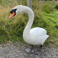 PCP Swans 🦢 (Year 2) (@pcpswans) 's Twitter Profile Photo PCP Swans 🦢 (Year 2) (@pcpswans) 's Twitter Profile Photo