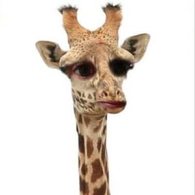 PabloSposito5's profile picture. Veterinario y Argentino