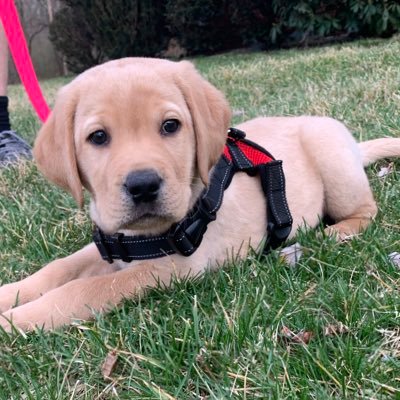 Sports Fan, Husband, Best Friends with a Lab