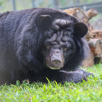 AnneBowers1955's profile picture. Animal lover - against any sort of cruelty to animals; supporter of Animals Asia. Natural History Museum crazy and long time fan of Warwickshire Cricket