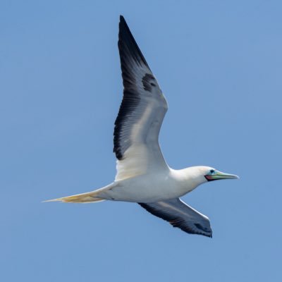 天売島から世界遺産の町に引っ越して住んでいる鳥好きです。ネイチャーガイドやってます。 写真用アカウントはこちら… @KaitoPhotograph