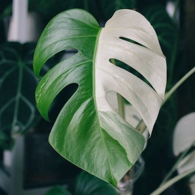 Rare houseplants, indoor gardens, plants plants and PLANTS
https://t.co/w3KIJWQVdD
https://t.co/eIYHox5qVc